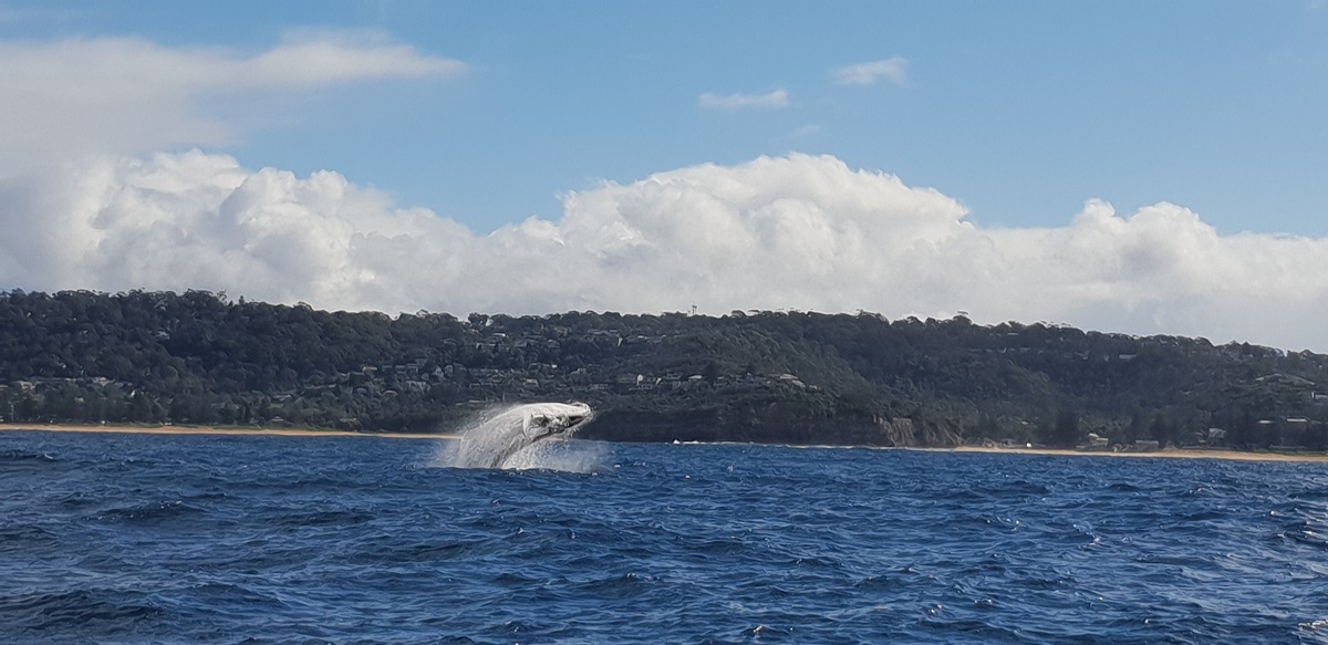 Whale breaching ocean water during bright and warm day